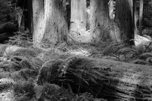 Muir Woods Infrared-1